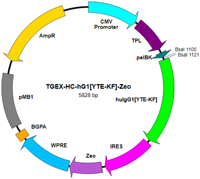 TGEX-HC-hG1[YTE-KF]-Zeo map